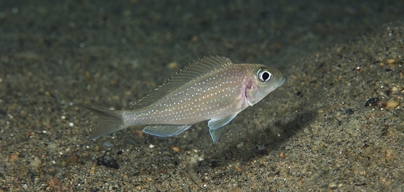 Xenotilapia sp. 'spilopterus north' Miyako Point
